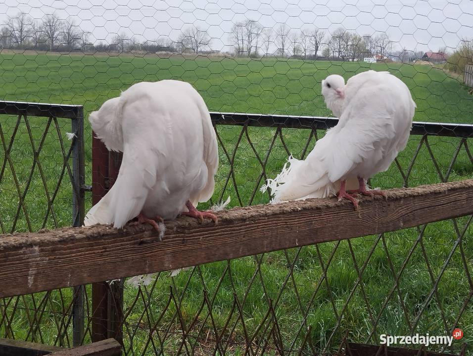 PAWIKI INDYJSKIE pulsujące para sprzedam