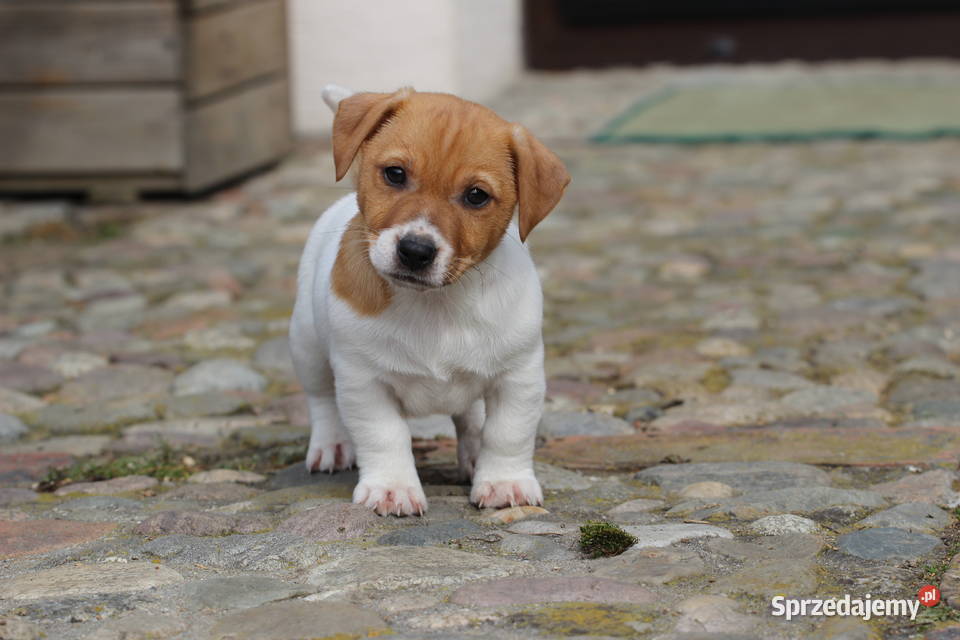 Piesek Jack Russell Terrier Delastowice