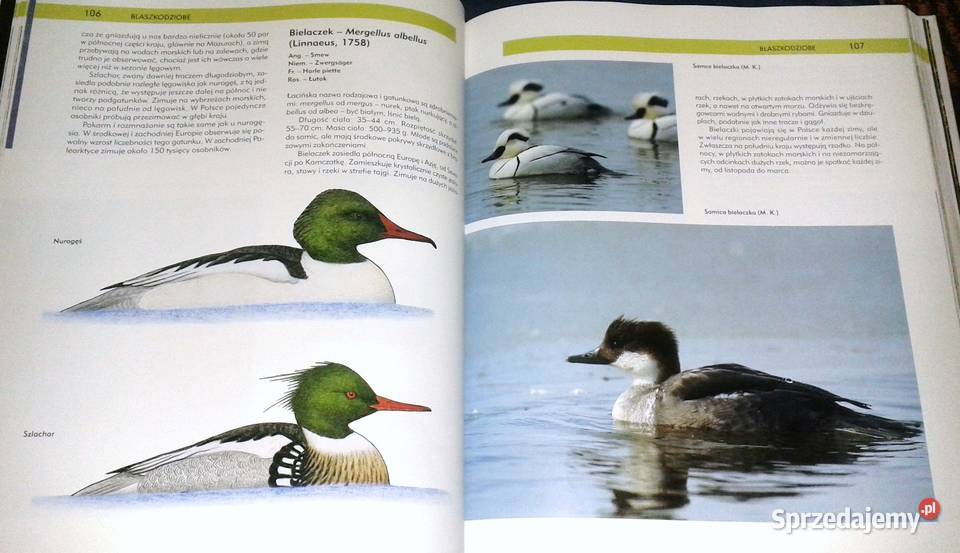 Ptaki Polski Tom I Andrzej G Kruszewicz twarda Chełm sprzedam