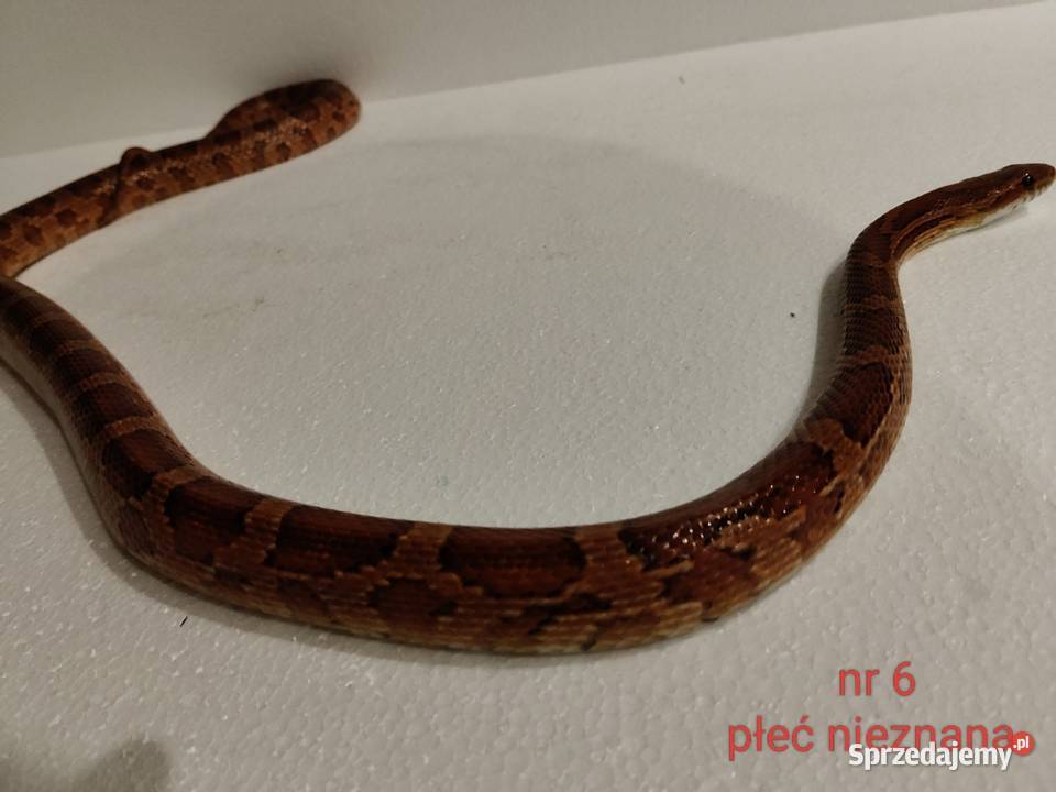 Węże zbożowe Gady i płazy śląskie Dąbrowa Górnicza