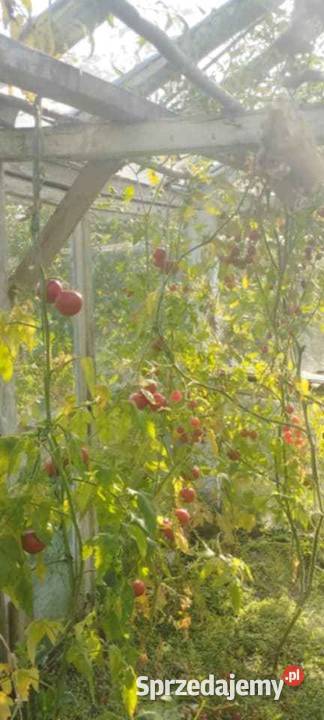 Działka Ogród Koszalin drzewa owocowe