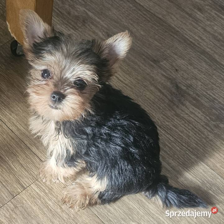 York Yorkshire terrier York śląskie Częstochowa