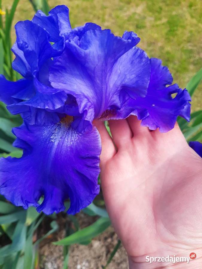 Kosaciec Irys mix kolorów Rabatowe Rośliny lubelskie