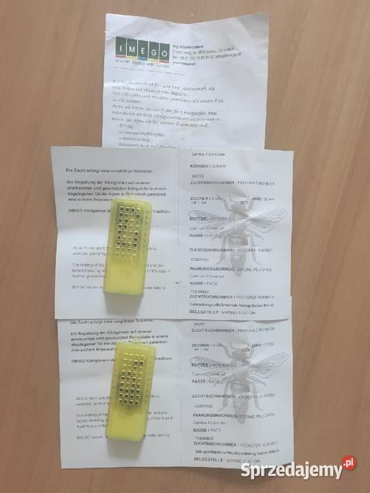 ręki Krainka TROISECK matki UN unasiennione ze Pszczelarstwo Wolinia