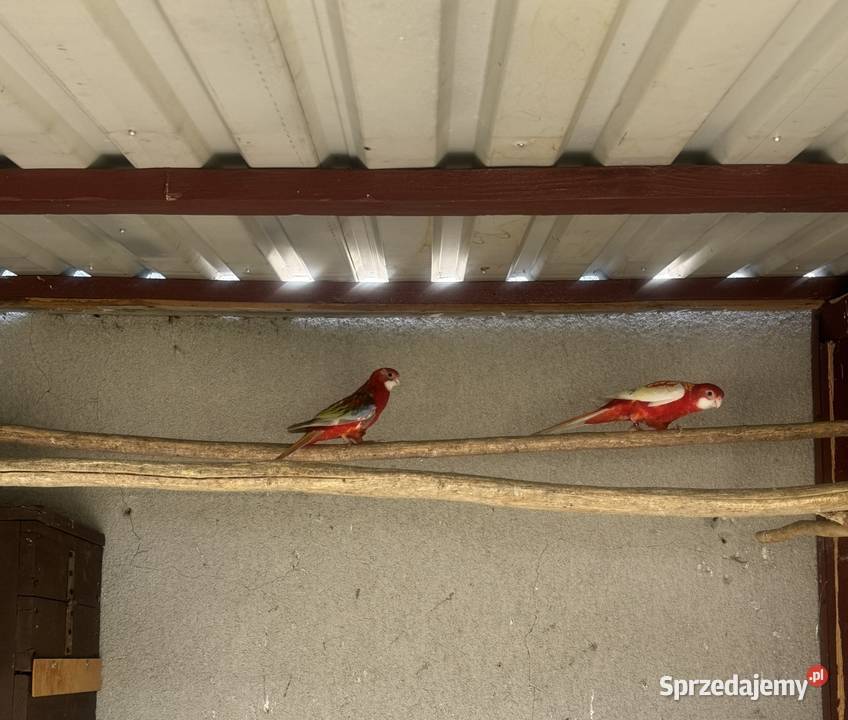 Rozella rozelle rozela rozele sprzedam