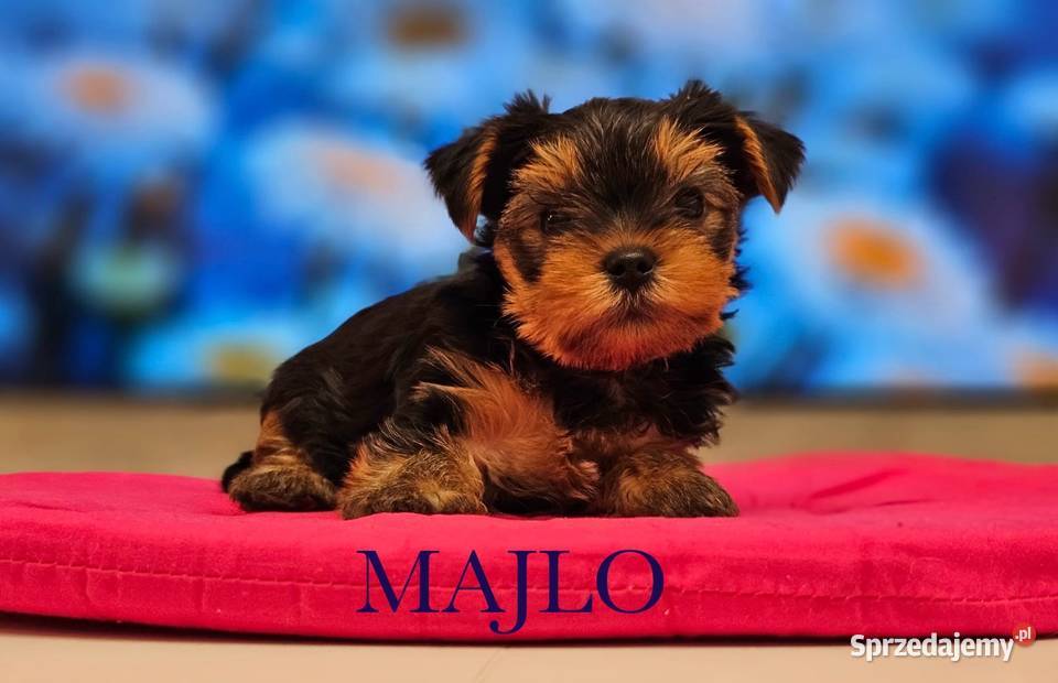 Yorkshire Terrier ZKwP FCI Psy Zbąszynek