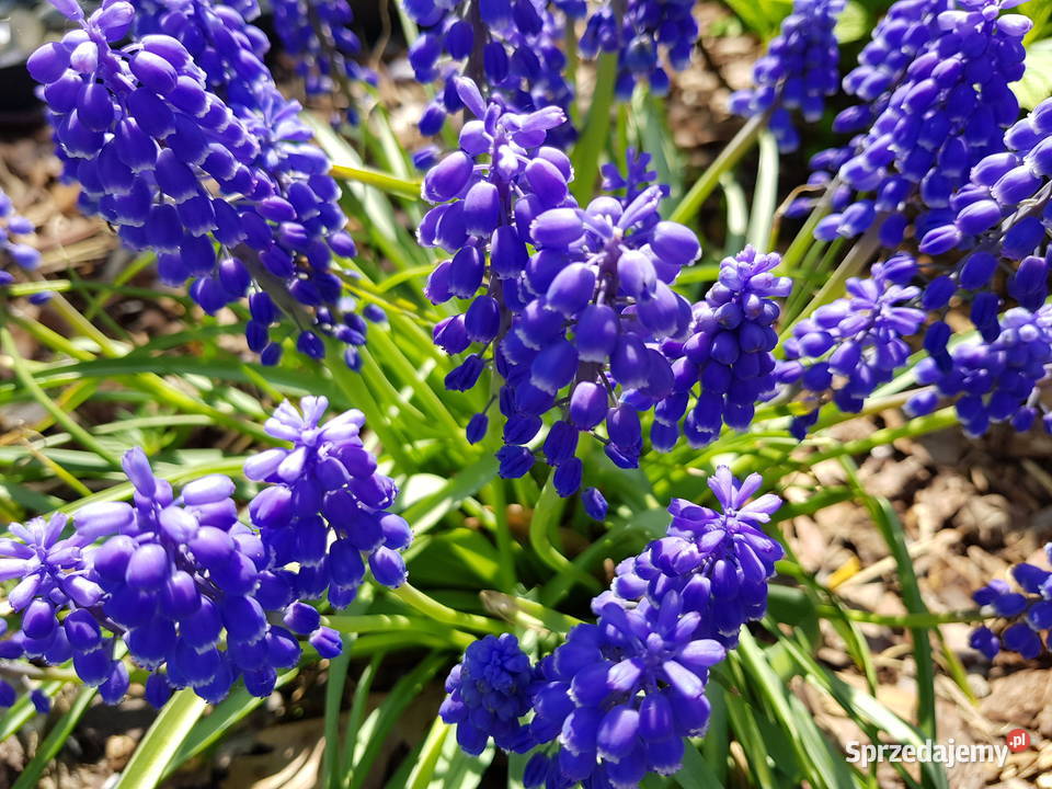 Szafirek niebieski cebulki cebule z Polski Cebulki i bulwy Lublin