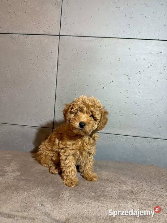 Śliczna dziewczynka pudel Toy dolnośląskie Boreczek sprzedam