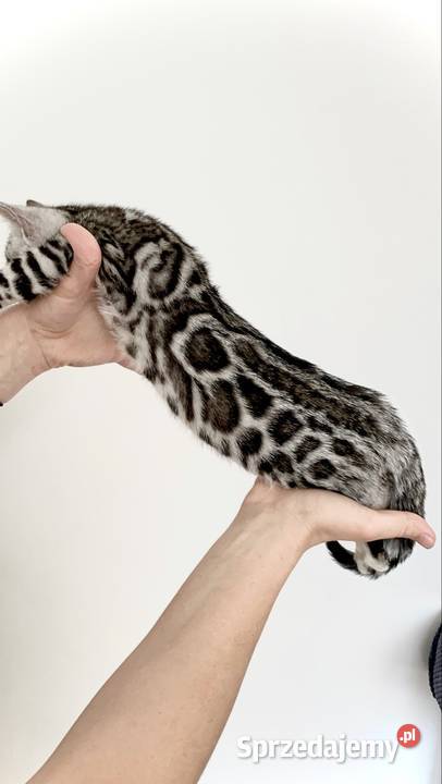 Kocięta bengalskie Gliter Silver Lubliniec