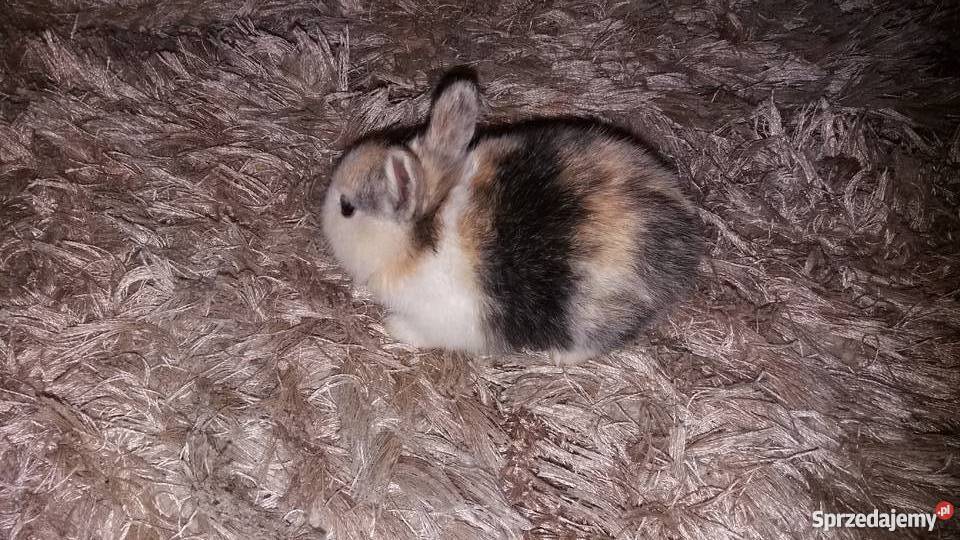 Króliki miniaturki rex Łódź