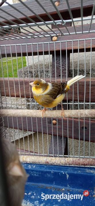 Kanarek samica Ptaki Rzeszów