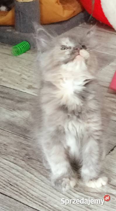 Rezerwacja Maine Coon kujawsko-pomorskie Kcynia