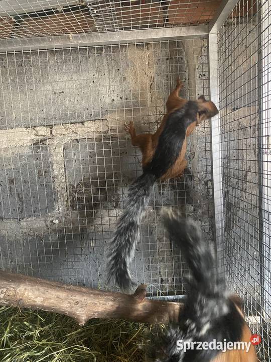 Wiewiorki kostarykańskie łódzkie Złaków Borowy sprzedam