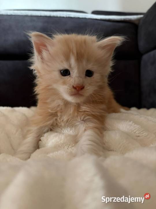 Sprzedam 2 kocurki rasy maine coon