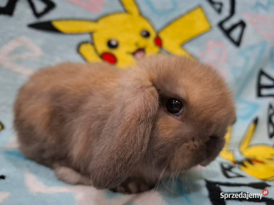 Karzełek baranek mini lop z oklapniętymi uszkami Jarocin