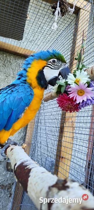 2 Ary ararauny Wadowice