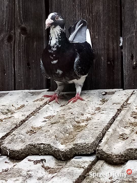 Mulemansy sprzedam parę młodych Ptaki Zakliczyn sprzedam