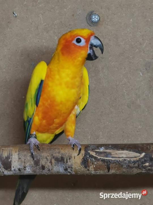 Papugi konury słoneczne 2 pary Likwidacja Ptaki Katowice