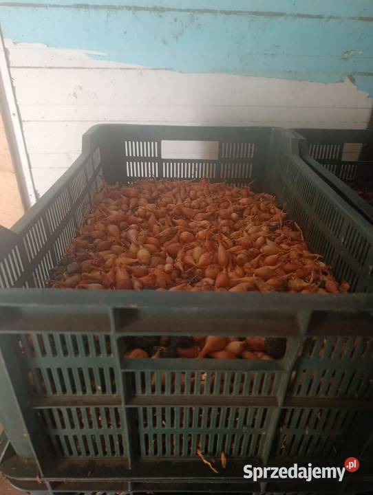 Cebula Dymka Sochaczewska Efekt Solec-Zdrój sprzedam