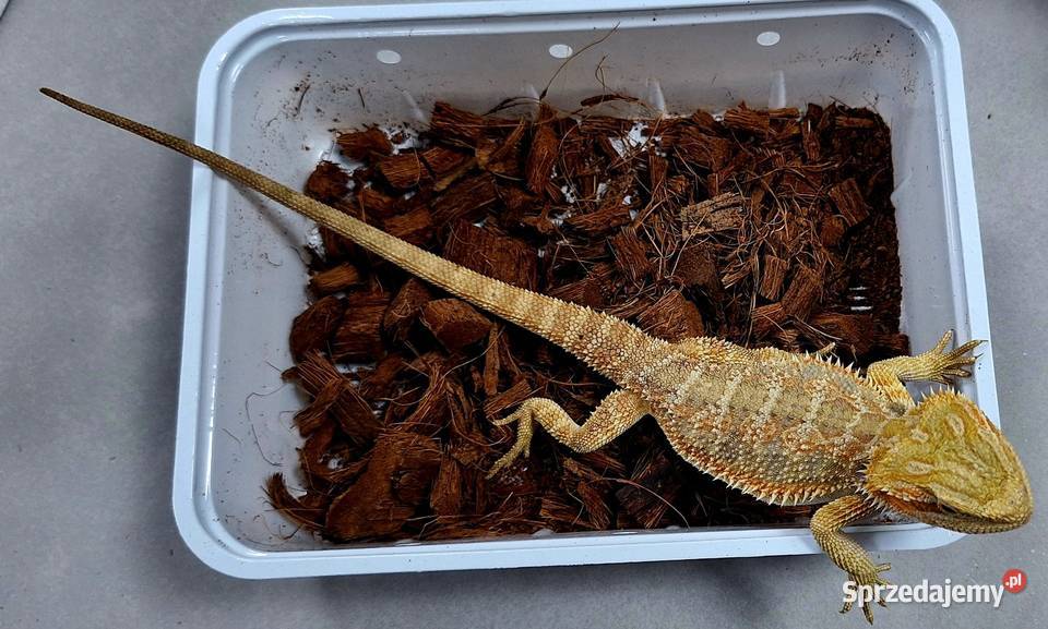 Agama brodata samiczka mazowieckie Wołomin