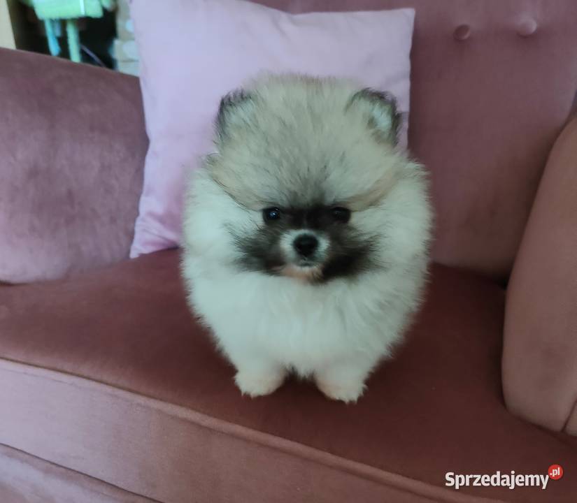Szpic miniaturowy pomeranian suczka mini Turek