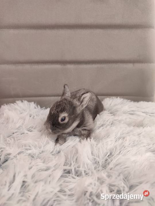 Króliczki miniaturki Dąbrowa Górnicza