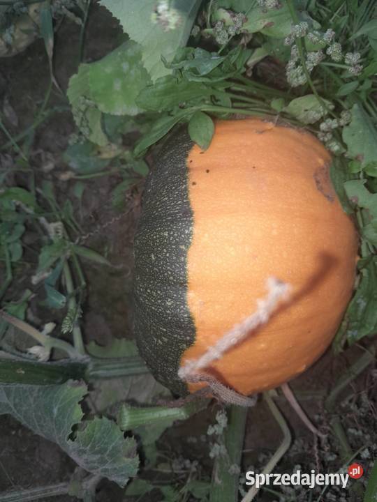 Dynie różne Goławin