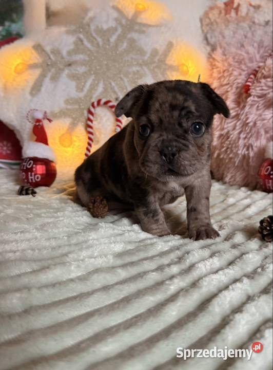 Buldog francuski do rezerwacji Zwierzęta