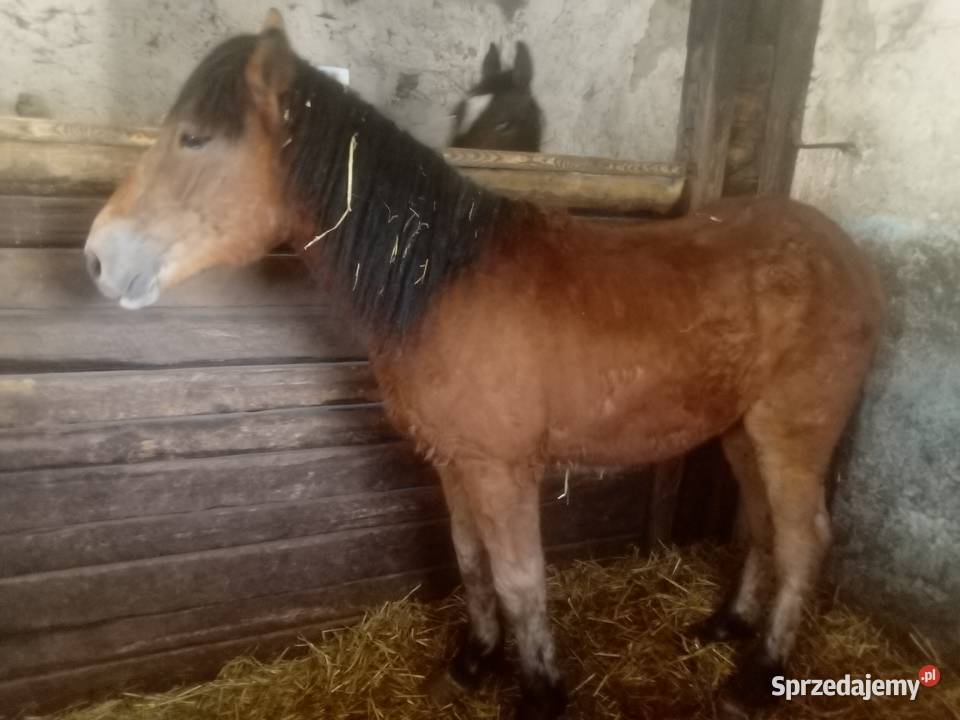 Ogier zimnokrwisty 2letni