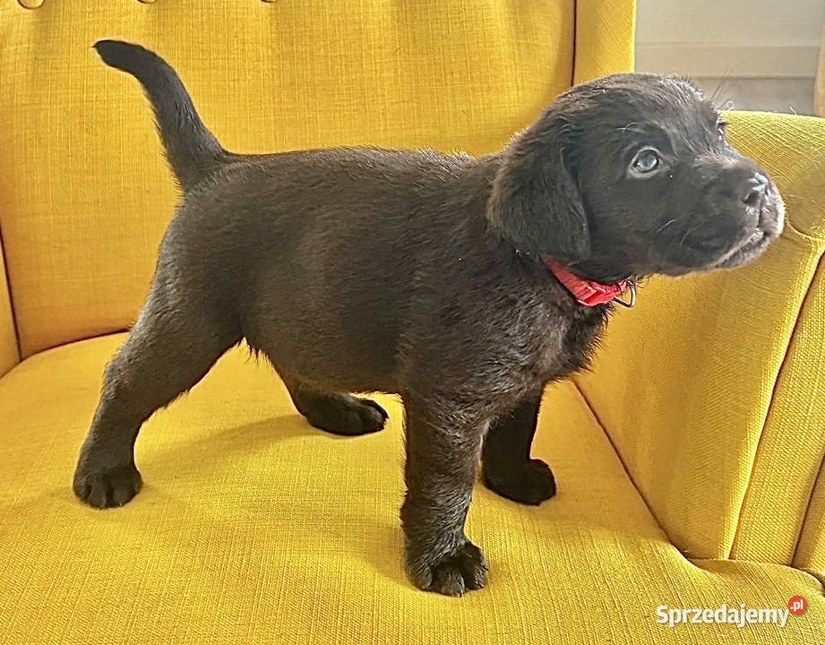 Labrador Czekoladowy suczka łódzkie Piekary