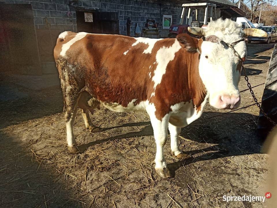 Krowa mleczna Simental Radoszyce