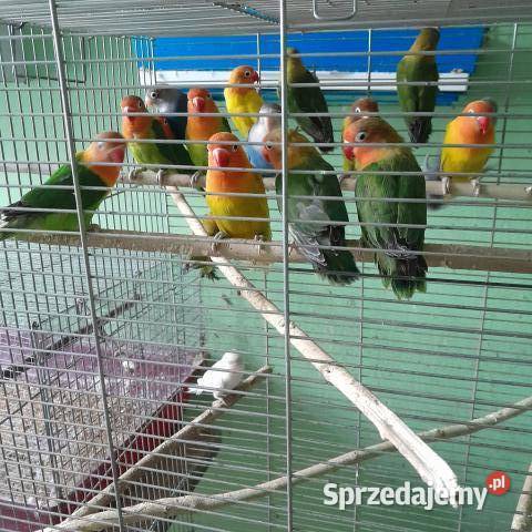 Nierozłączki śląskie Katowice