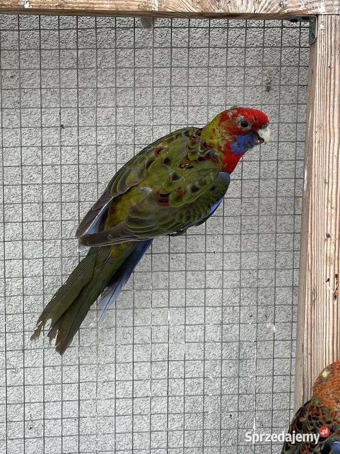 Rozelle królewskie Sośnicowice sprzedam