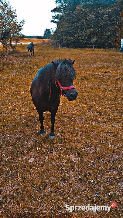 Sprzedam Klacz Kucyka podlaskie Suwałki