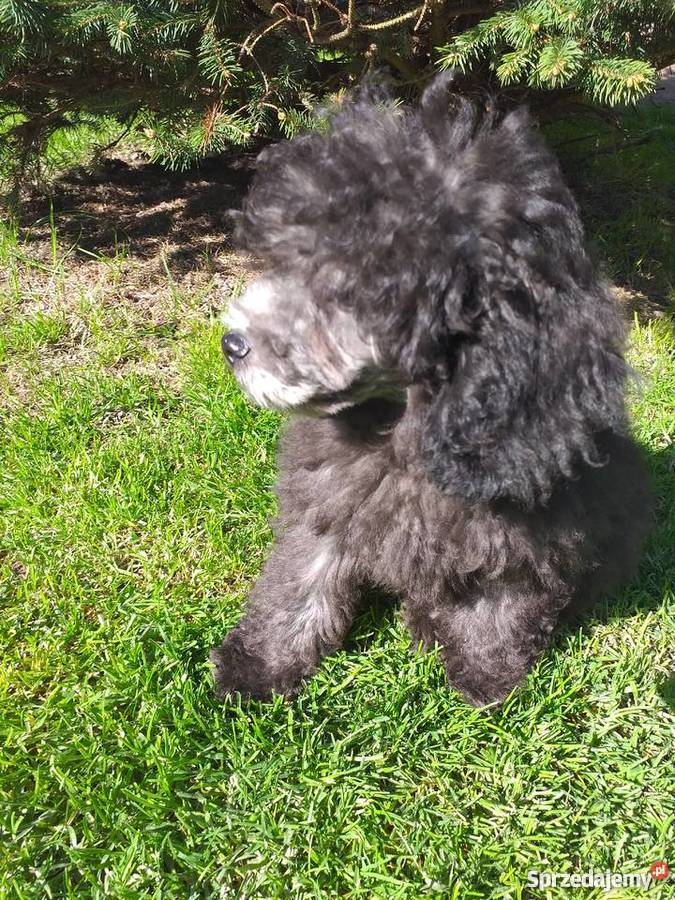 Pudel toy srebrny Polanka Wielka