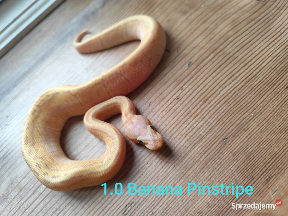 Młode pytony Królewskie Pruszków