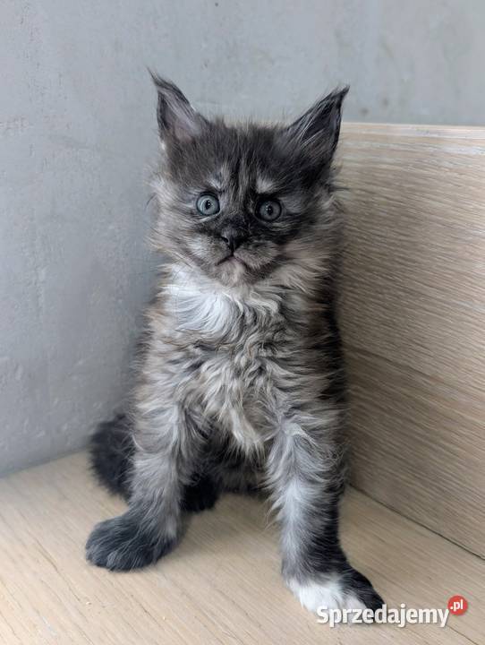 Kotka do hodowli Championach Radom sprzedam