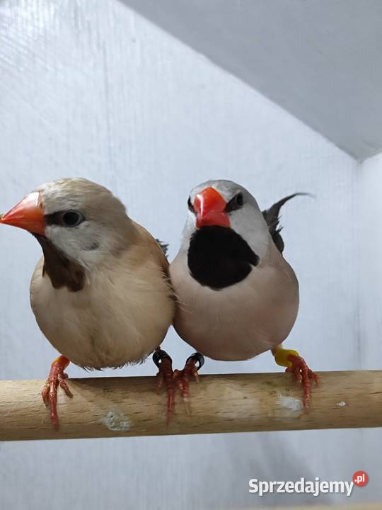 Amadyna ostrosterna para Astryld Astryldy Myślenice