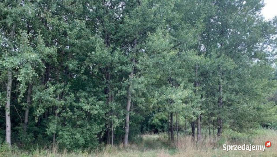 Syndyk sprzeda działkę w miejscowości Uziębły leśna