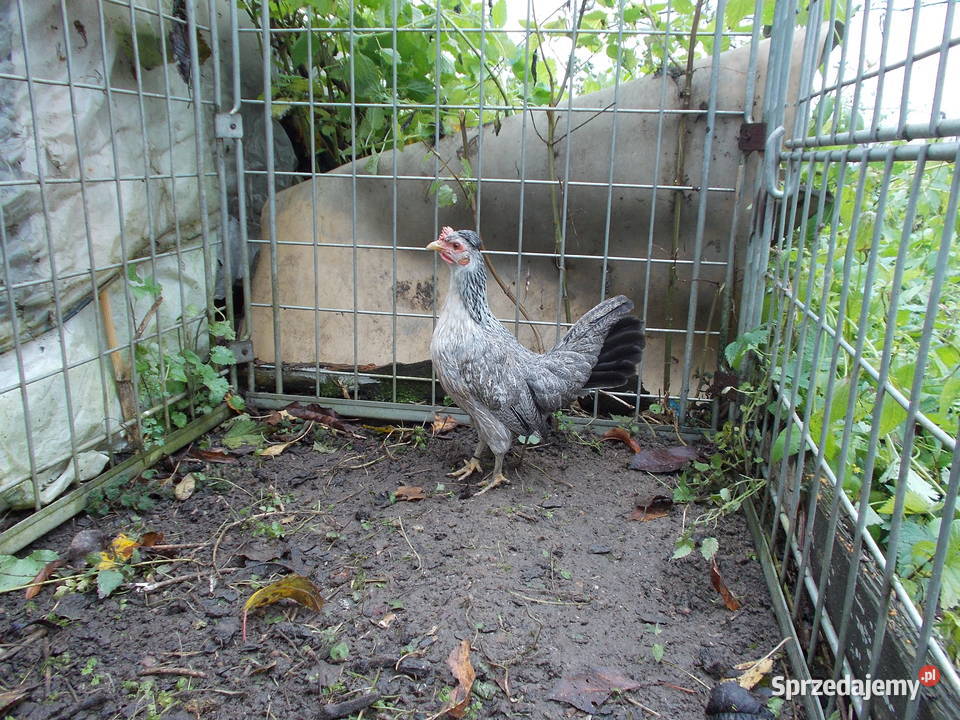 Kurki liliputki 5 kurek w różnych barwach Rolnictwo Kutno
