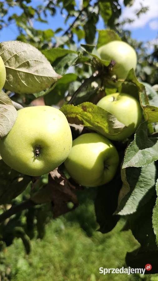 Jabłko antonówka Kraczkowa