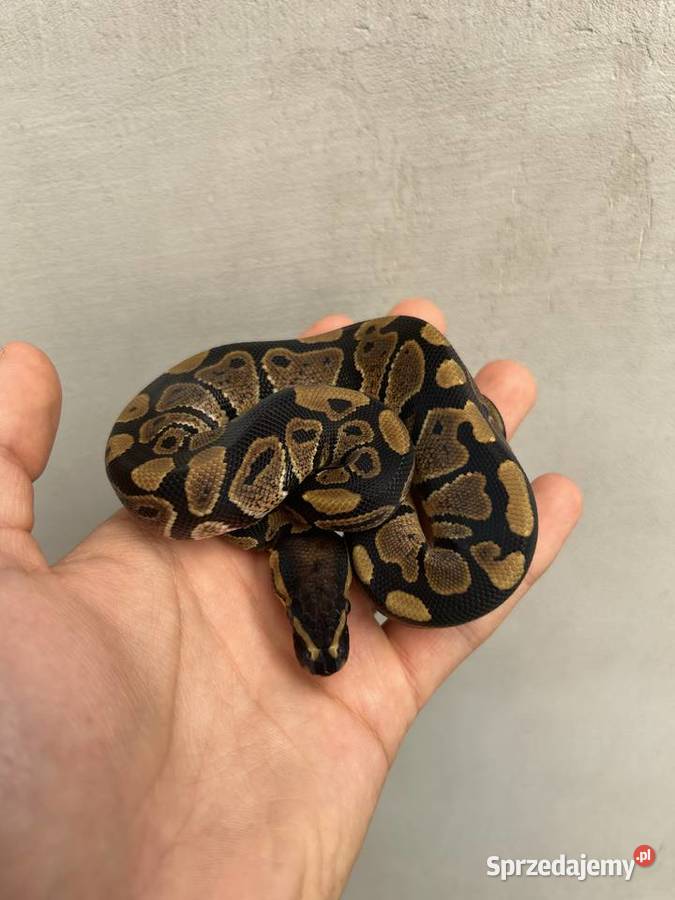 Wąż Pyton Królewski Classic PK142025 samiec Gniezno