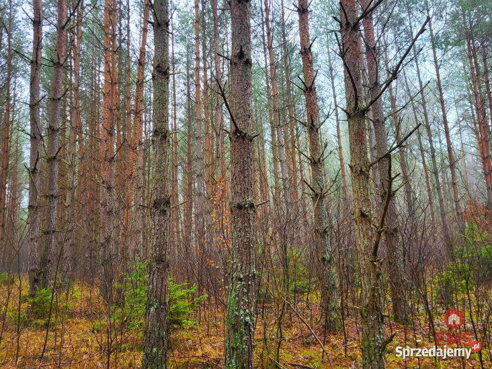 Działka 32000m2 Dubicze Cerkiewne 6zł/m2