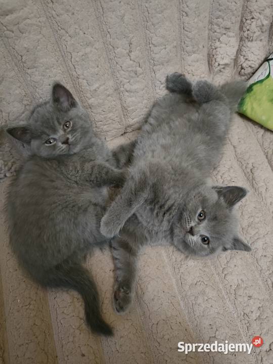 Kotki Brytyjskie sprzedam