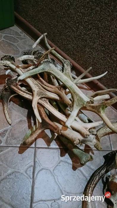 Mix zrzutów jelenia parostków kozła pomorskie Markocin