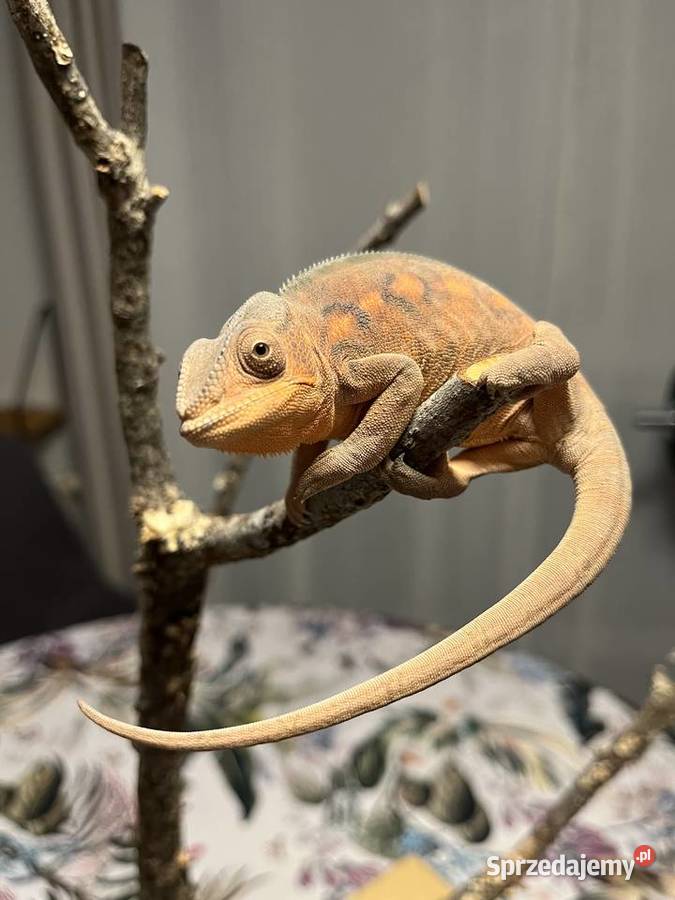Kameleon lamparci samiczka Tczew