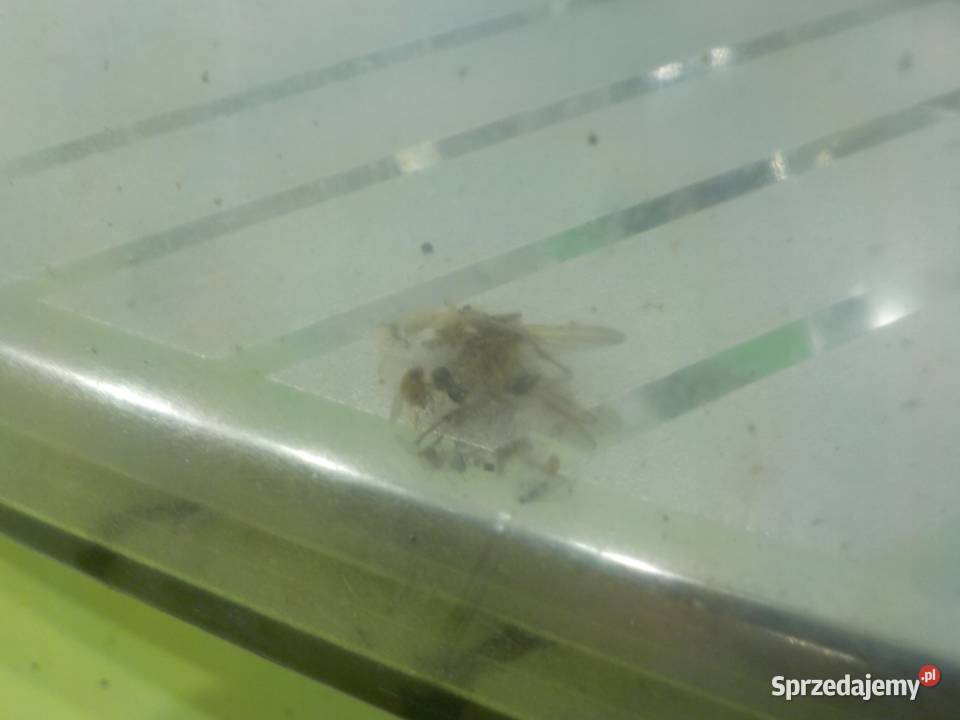 FORD S 08r 5D lampa lewa przod soczewka Suków