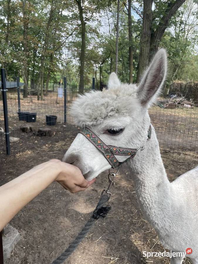 Alpaka Huacaya samiec Warszawa