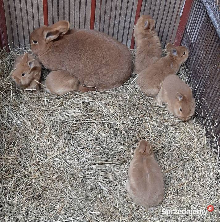 Samica z młodymi nowozelandzki czerwony