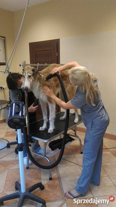 Fryzjer psa strzyżenie psów Salonik Pupilek Psy dolnośląskie sprzedam